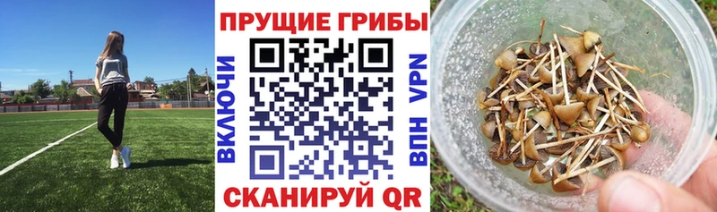 OMG онион дарнет шоп Короча Галлюциногенные грибы ЛСД